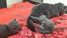  小公猫挨猫爸打还傻傻往前凑,主人忙关起猫爸,它不服的表情亮了