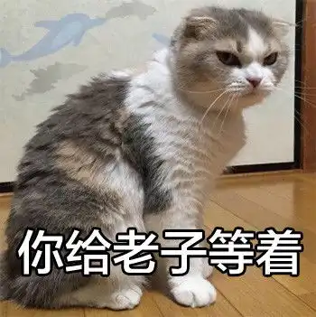  求这只猫咪的表情包,急急急