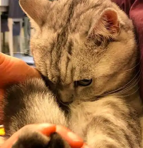  主人正在给猫咪剪指甲,它却一副凶狠狠的表情别剪到肉了