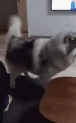  幽默笑话妹子,见好就收吧老板都想来打你了