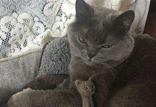  猫毛会引起过敏唾液皮屑才是根源,铲屎官需做好三点预防措施