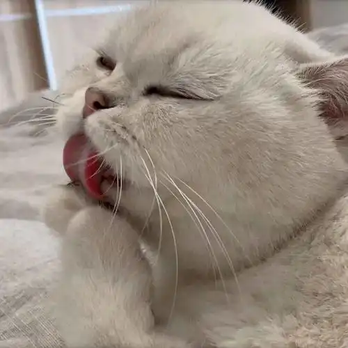  晚晚小仙女表情包
