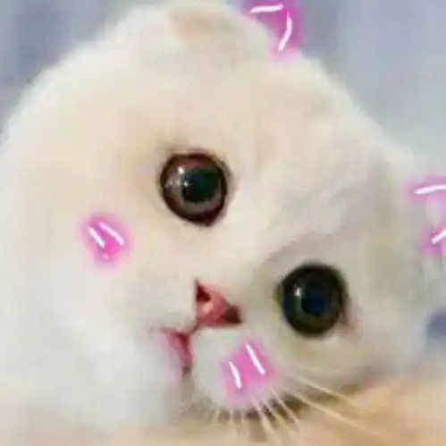 求小饼干表情包大全小猫