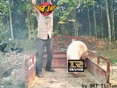  砸猪头gif表情包