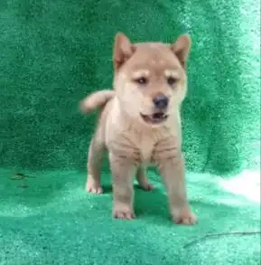  图超萌表情包柴犬丨纯正品相好丨三个月包退换成都宠物狗