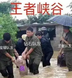  那只从台风中救出来的猪,被恶搞成表情包了