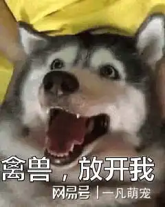  哈士奇表情包,治愈你的不开心,你有被逗笑吗