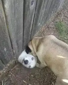  哈士奇有多二这些照片证明二哈真的是最奇葩的狗