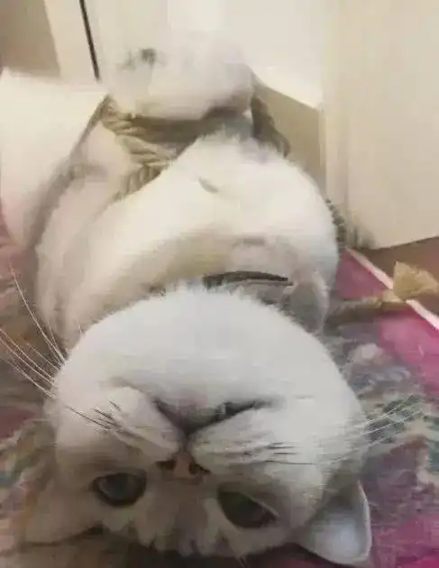  猫咪太调皮被主人五花大绑猫咪的表情令主人崩溃