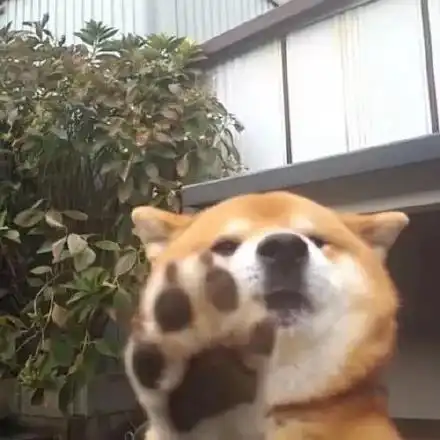 柴犬表情包图片并不