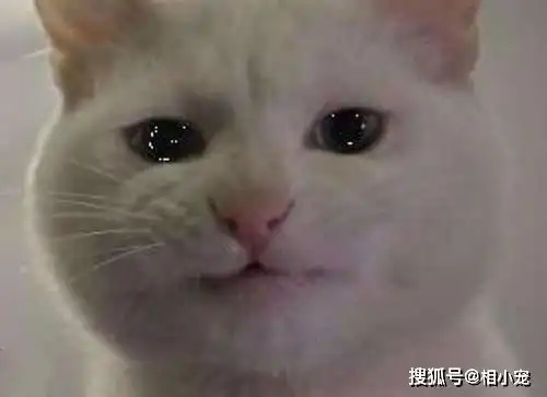  所谓猫不可貌相,论一只猫的心机到底有多重我劝你,别养猫了