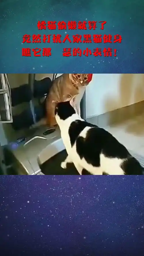  橘猫偷懒就算了,竟然打扰人家黑猫健身,瞧它那嘚瑟的小表情