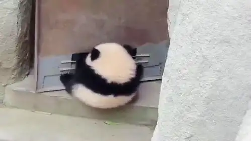  熊猫宝宝太无聊了,要学会自己找乐趣