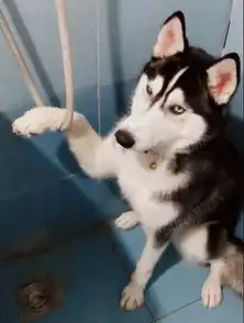  二哈捣蛋主人为了惩罚叫它站着这货爪子挂着求饶表情好搞笑