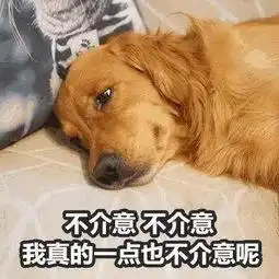 特别会生气的表情包狗子
