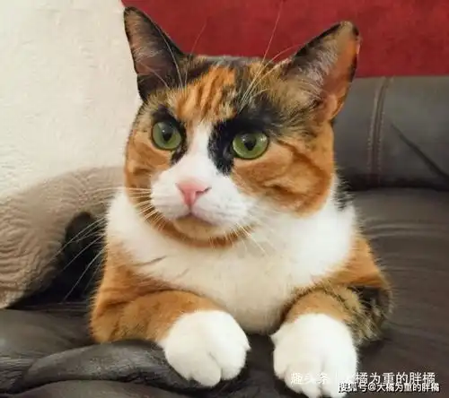  我好想笑,可是我不敢11只猫咪嫌弃的样子都可以做表情包