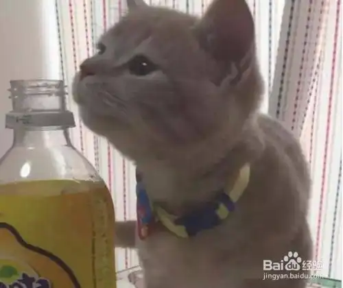  小奶猫闻了闻柠檬味的芬达后的表情亮了