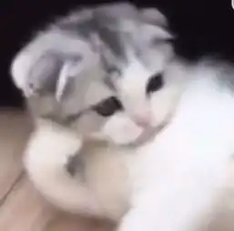  这是什么鸟