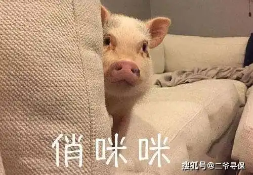 表情包战争图鉴猪小屁
