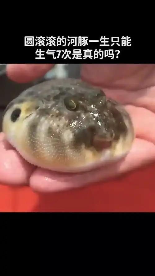  圆滚滚的河豚一生只能生气七次