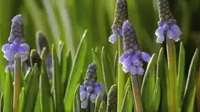 社交恐惧症所独有的环环相扣的运作机制 社交恐惧症所独有的环环相扣的运作机制