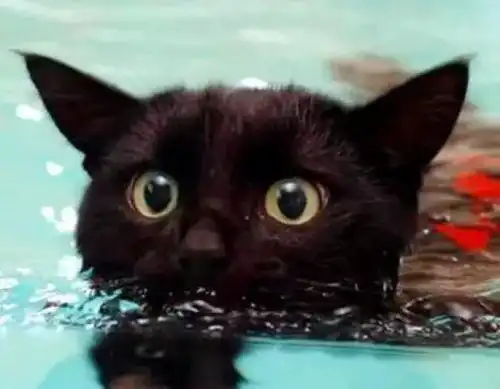 猫的游泳能力有多强 猫的游泳能力有多强