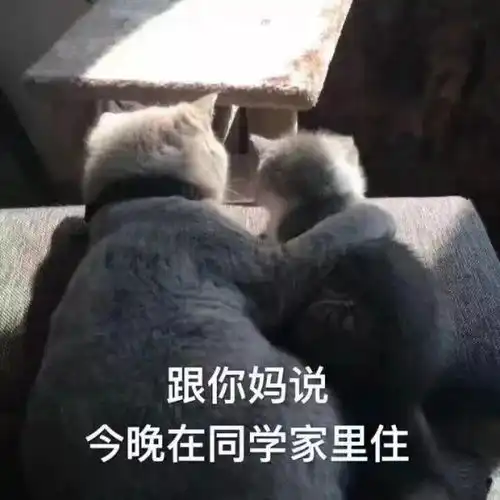  每日表情微信聊天表情包