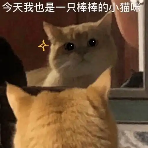 表情包今天我也是一只棒棒的小猫咪