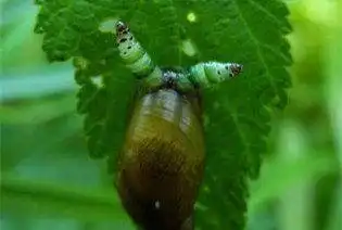  这些令人作呕的寄生生物虽然是为了生存但是还是好恶心