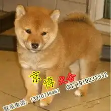  首页昆山开发区海勇服装店主营日系,森系,原单,外贸,