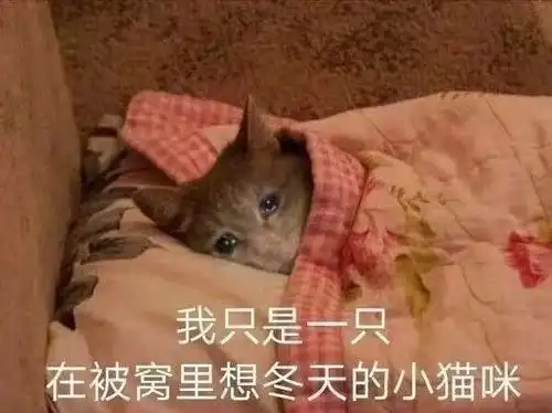 担心表情包猫咪被窝