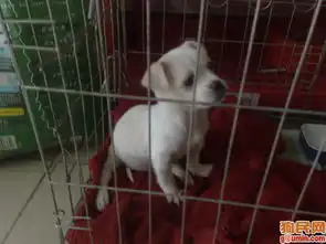 早上好表情包可爱狗狗