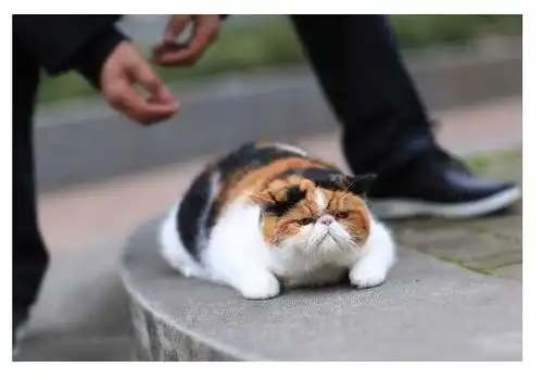  养猫的5个错误行为,不利于健康,还会让猫咪变得不乖