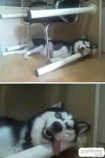  笑话故事大全海量经典笑话故事故事百科