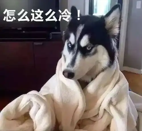 别点我名表情包哈士奇