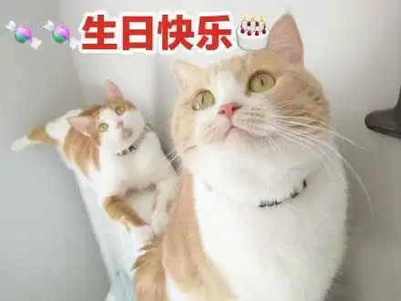  生日快乐表情包合集