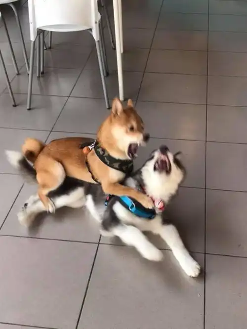  哈士奇遇上小黄狗,于是就上去打招呼,结果...