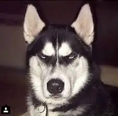  哈士奇anuko表情包图片大全哈士奇瞪眼表情包高清完整版下载飞翔下载