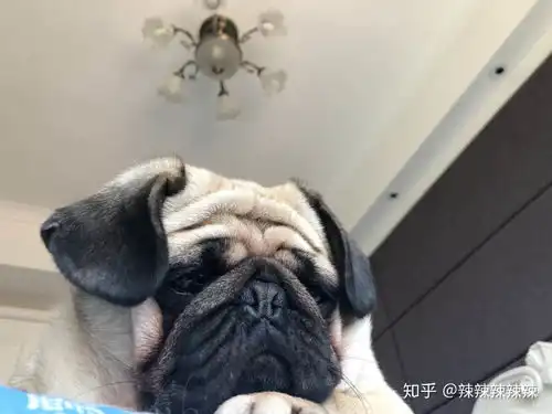  拥有一只超高颜值的狗狗是什么体验