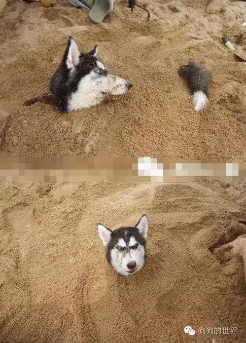  别人打架靠武力,哈士奇打架靠表情