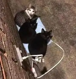  祖孙开电毯给猫取暖遭火灾人获救网友问猫呢