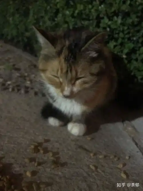 把养的猫送走是什么样的体验