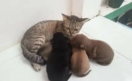  狗崽崽们把公猫当成妈妈,疯狂向其索食,公猫的表情绝了