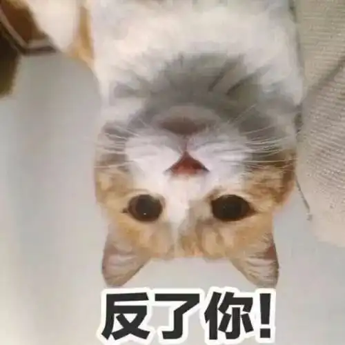  猫乱尿真的只能送走了吗