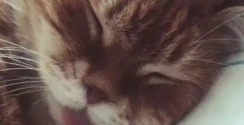  高冷喵星人睡着后,不要命的主人竟然对它做出这种动作