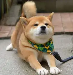 柴犬斜视表情包ems