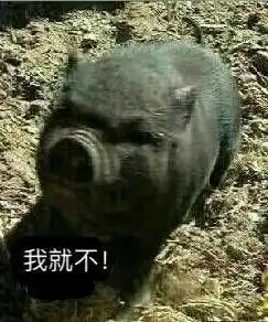  猪表情包带字图片