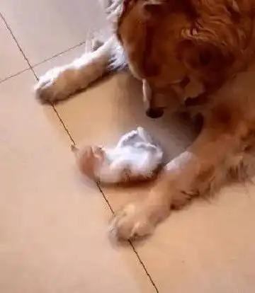  猫妈将孩子托付给金毛叔叔后,谁知狗狗做出了这样的举动,好尴尬
