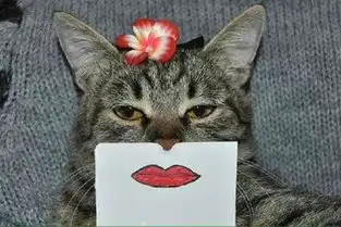  被改装过的性感猫咪