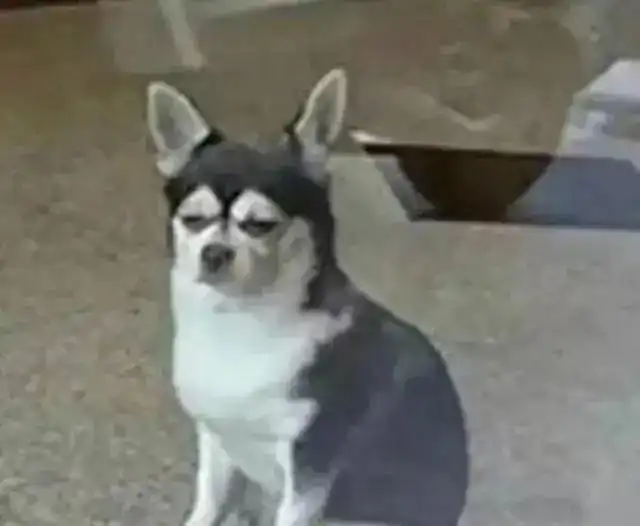  扒一扒网友手机拍到的丑东西,长得太丑是一种什么体验